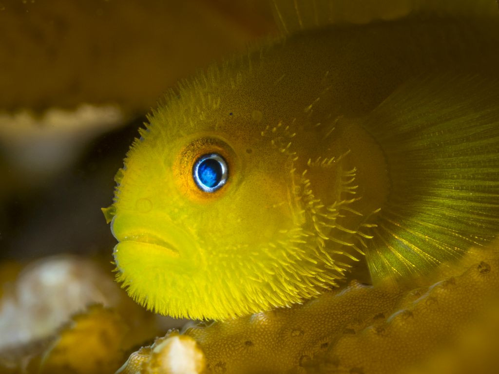 Hairy goby